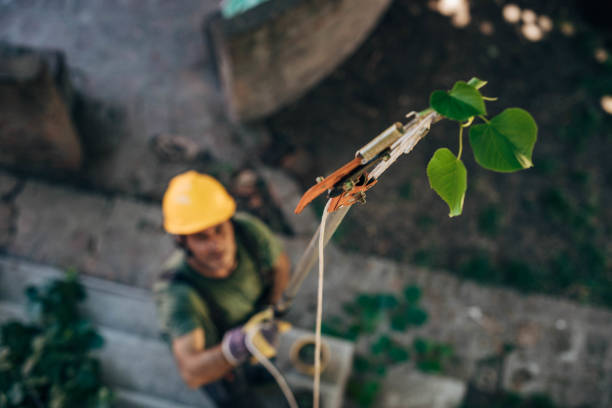 Best Leaf Removal  in Brush Prairie, WA